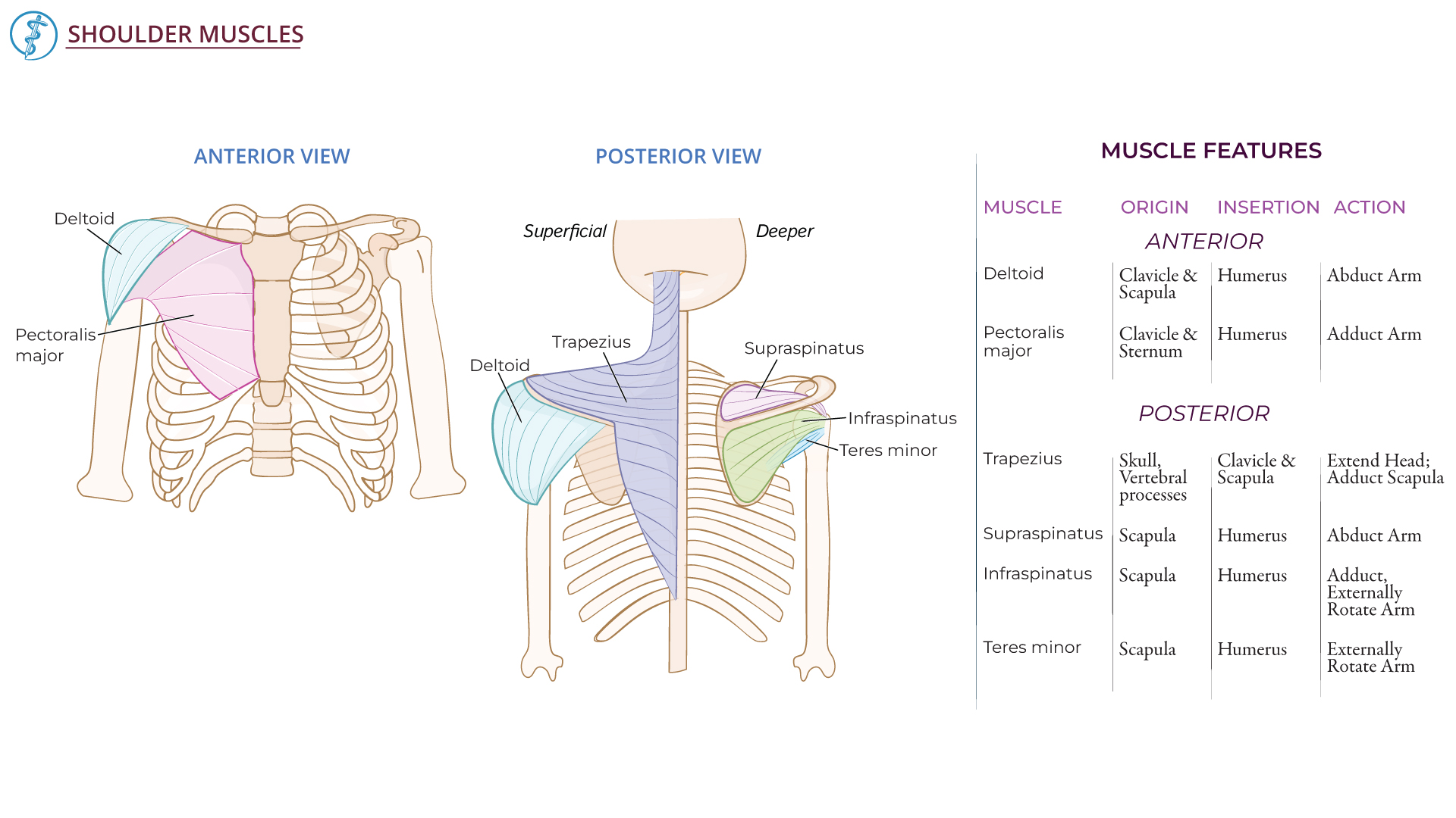 Anatomy & Physiology Fundamentals for Nursing: Shoulder Muscles Diagram ...