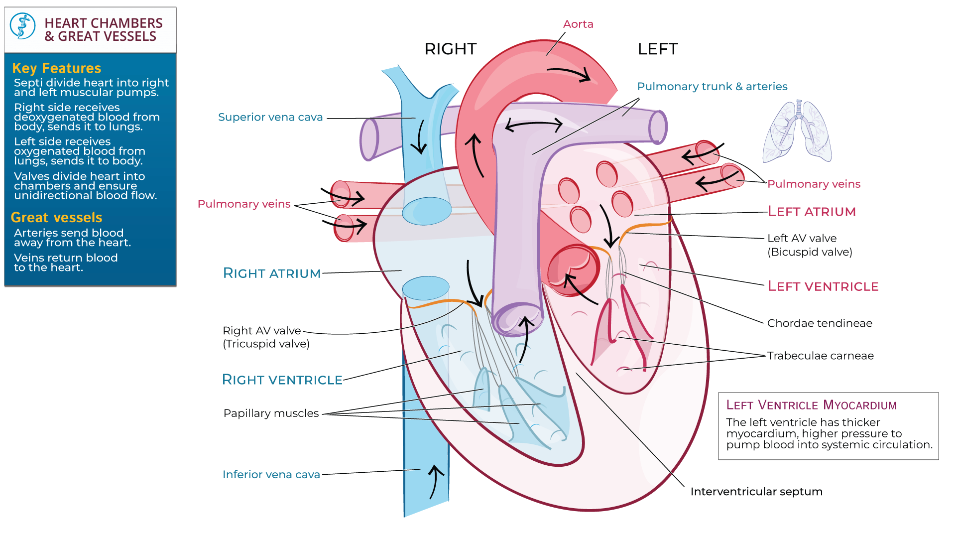 Anatomy & Physiology Fundamentals for Nursing: Internal Heart ...
