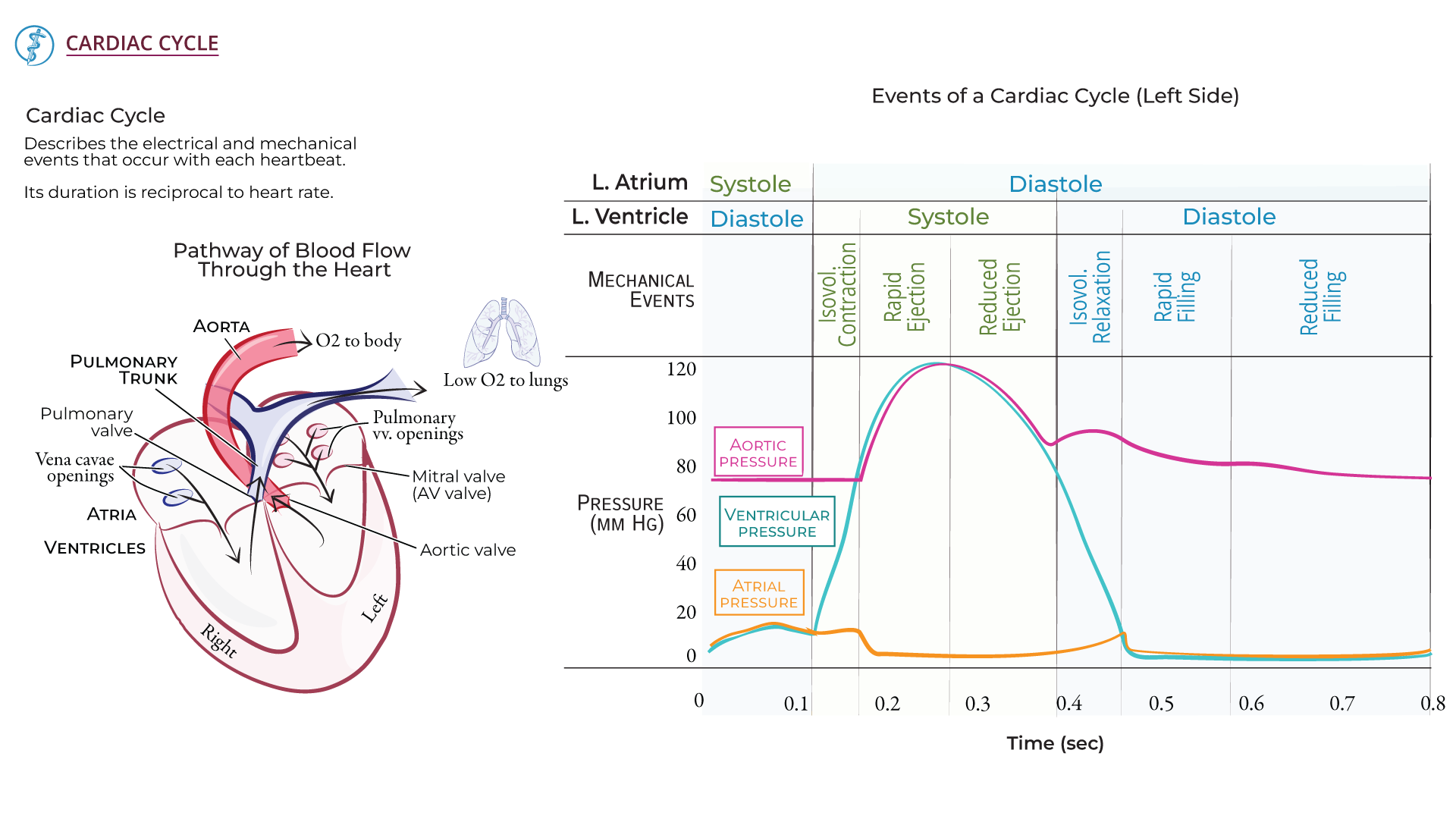 Anatomy & Physiology Fundamentals for Nursing: Cardiac Cycle Essentials ...