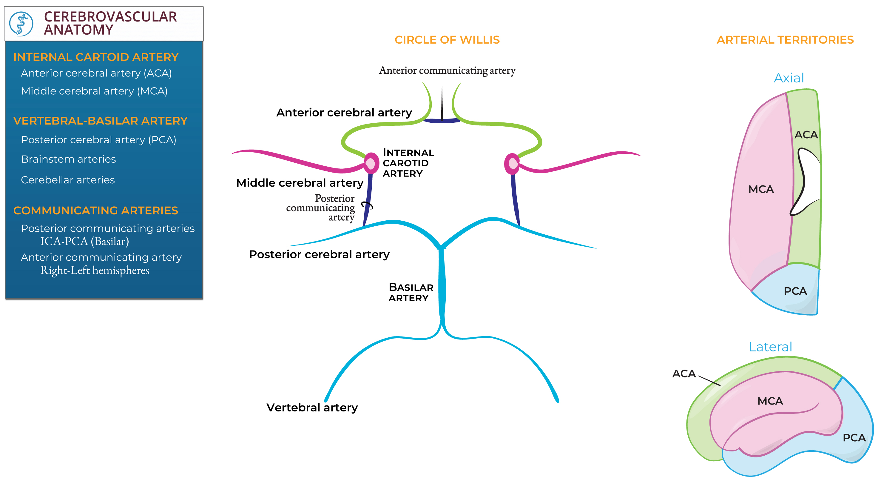 Neuroscience Fundamentals: Cerebrovascular Anatomy | ditki medical ...