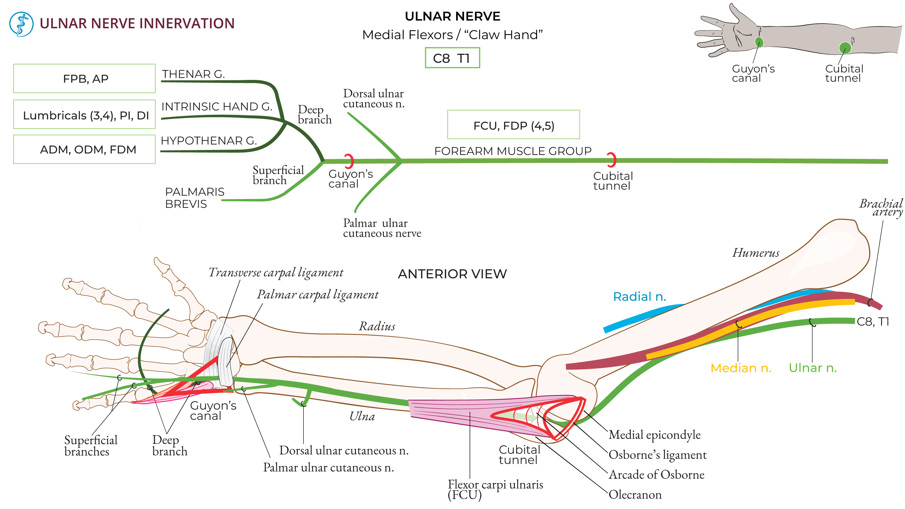 Neuroanatomy Ulnar Neuropathies Ditki Medical Biological Sciences neuroanatomy-ulnar-neuropathies-ditki-medical-biological-sciences