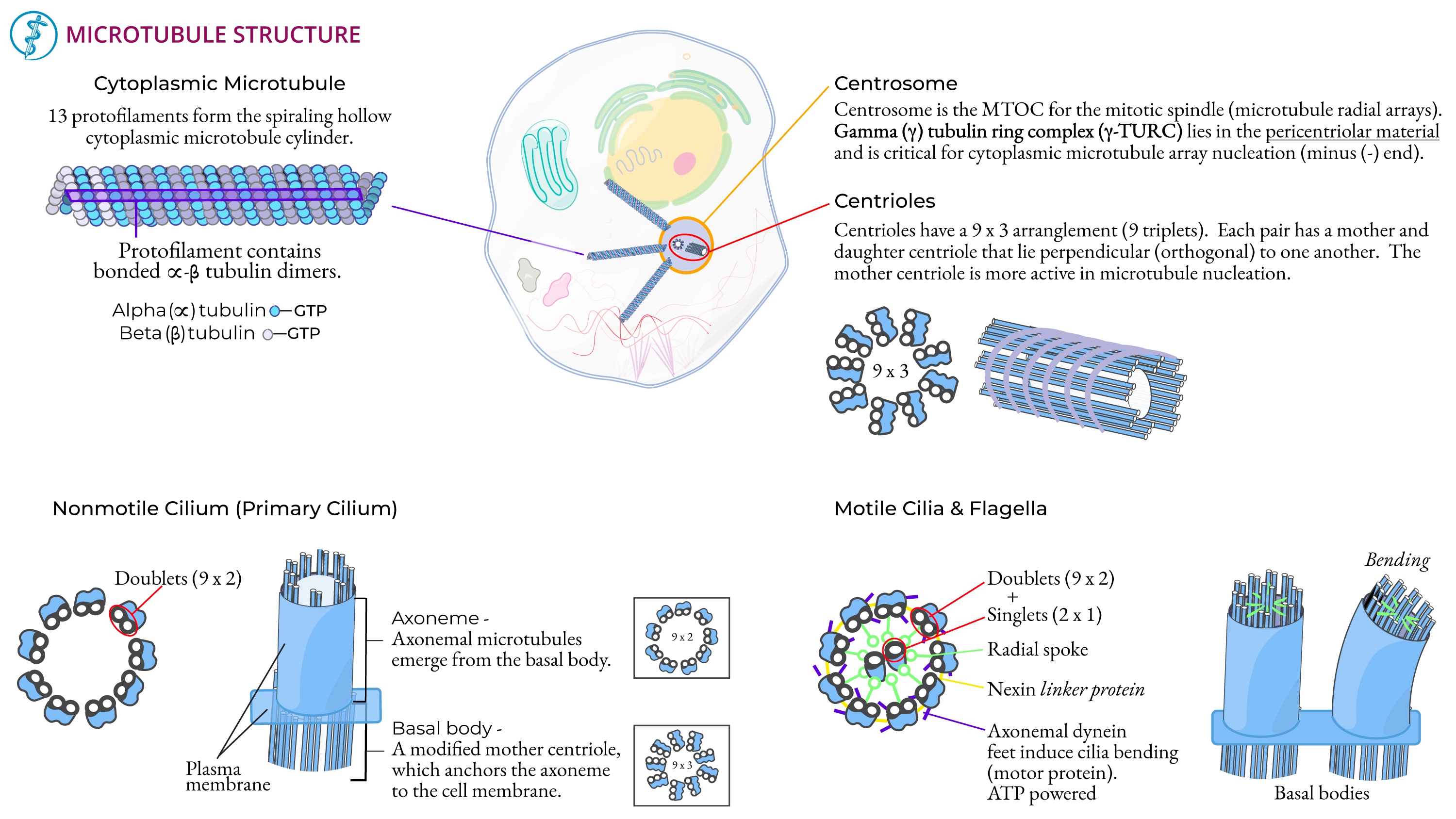 Cell Biology: Microtubule Structure | ditki medical & biological sciences