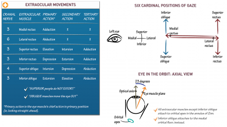 Neuroanatomy: Extraocular Movements | ditki medical & biological sciences