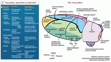 Neuroanatomy: The Thalamus | ditki medical & biological sciences