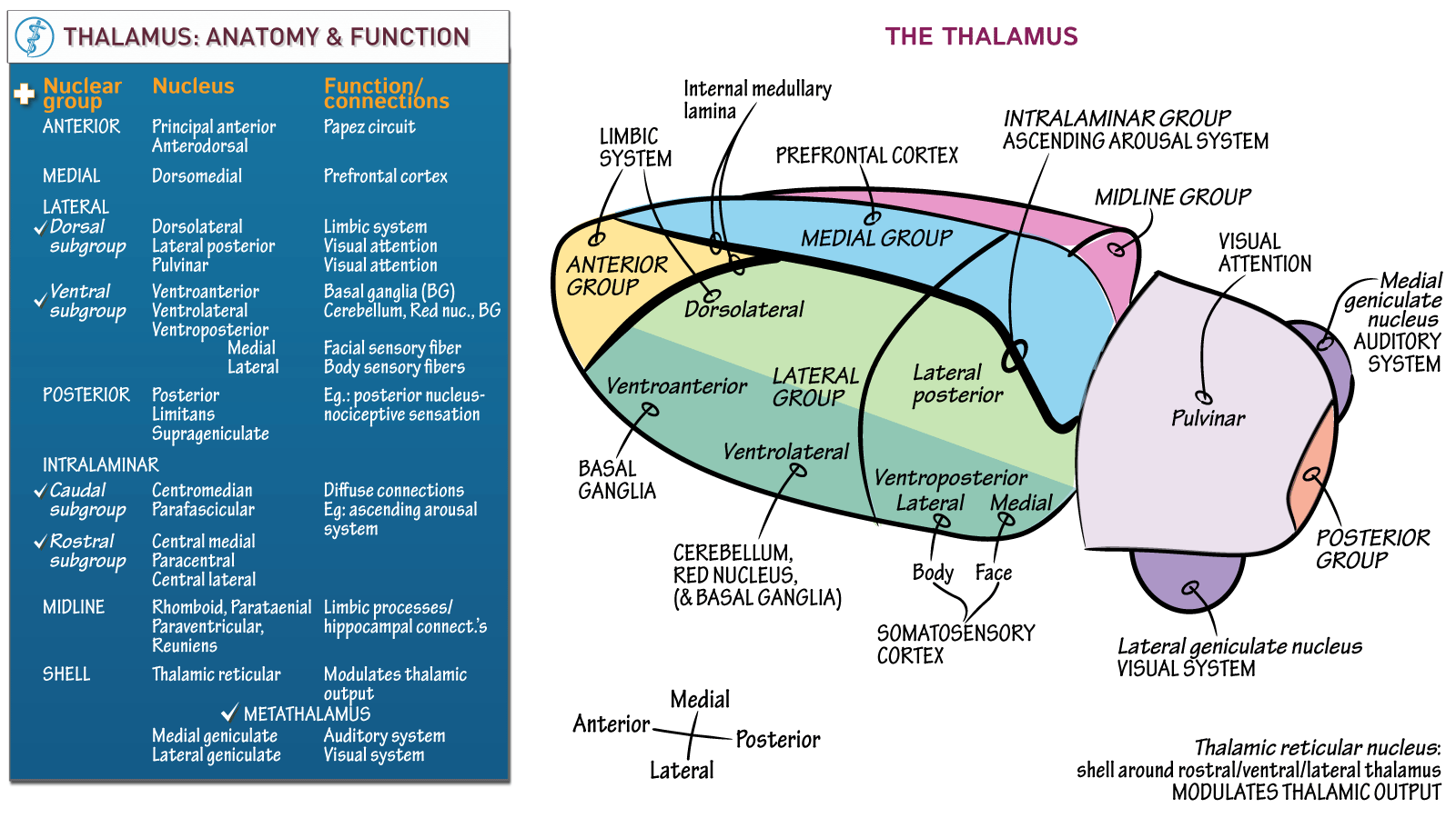 Thalamus Anatomy And Function