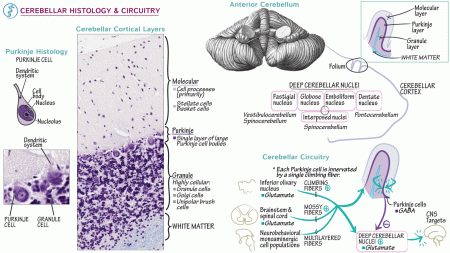 Anatomy & Physiology: Cerebellar Histology | ditki medical & biological ...