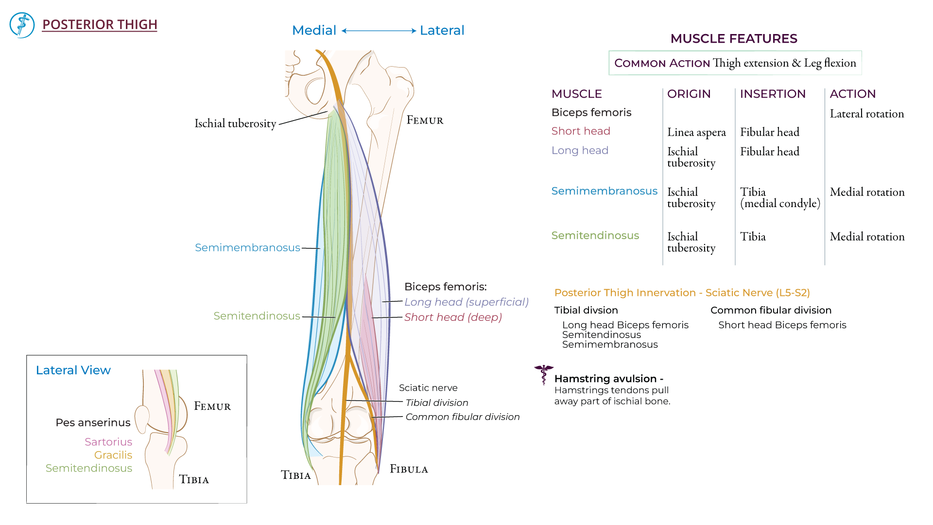 Advanced Anatomy & Physiology: Posterior Thigh | ditki medical ...