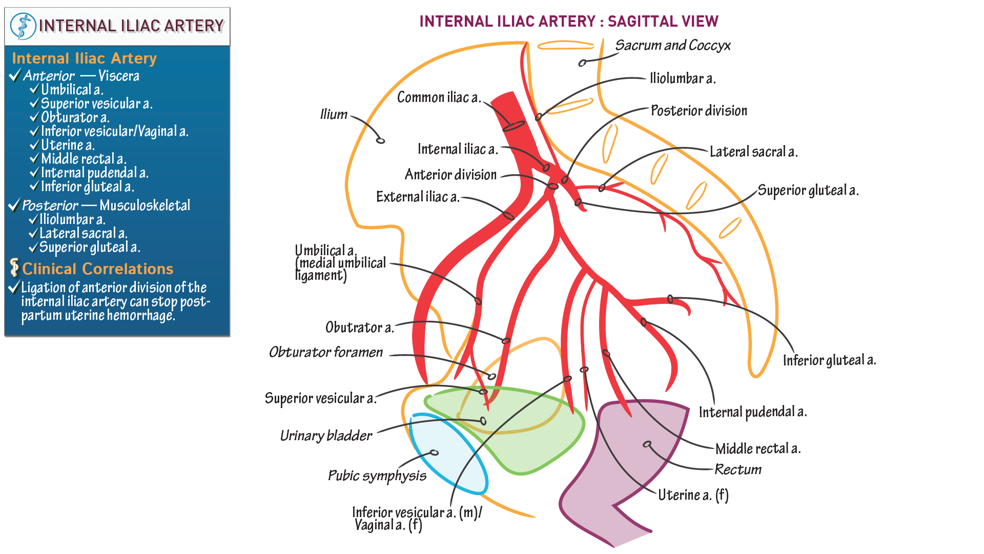 Gross Anatomy Internal Iliac Artery Ditki Medical Biological Sciences