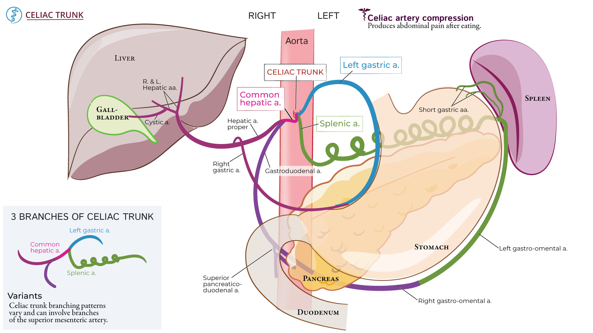 Celiac Trunk: | ditki medical and biological sciences, image size:1920x1080