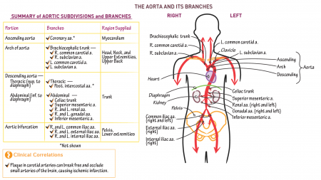 Neuroanatomy: Aortic Branches | ditki medical & biological sciences