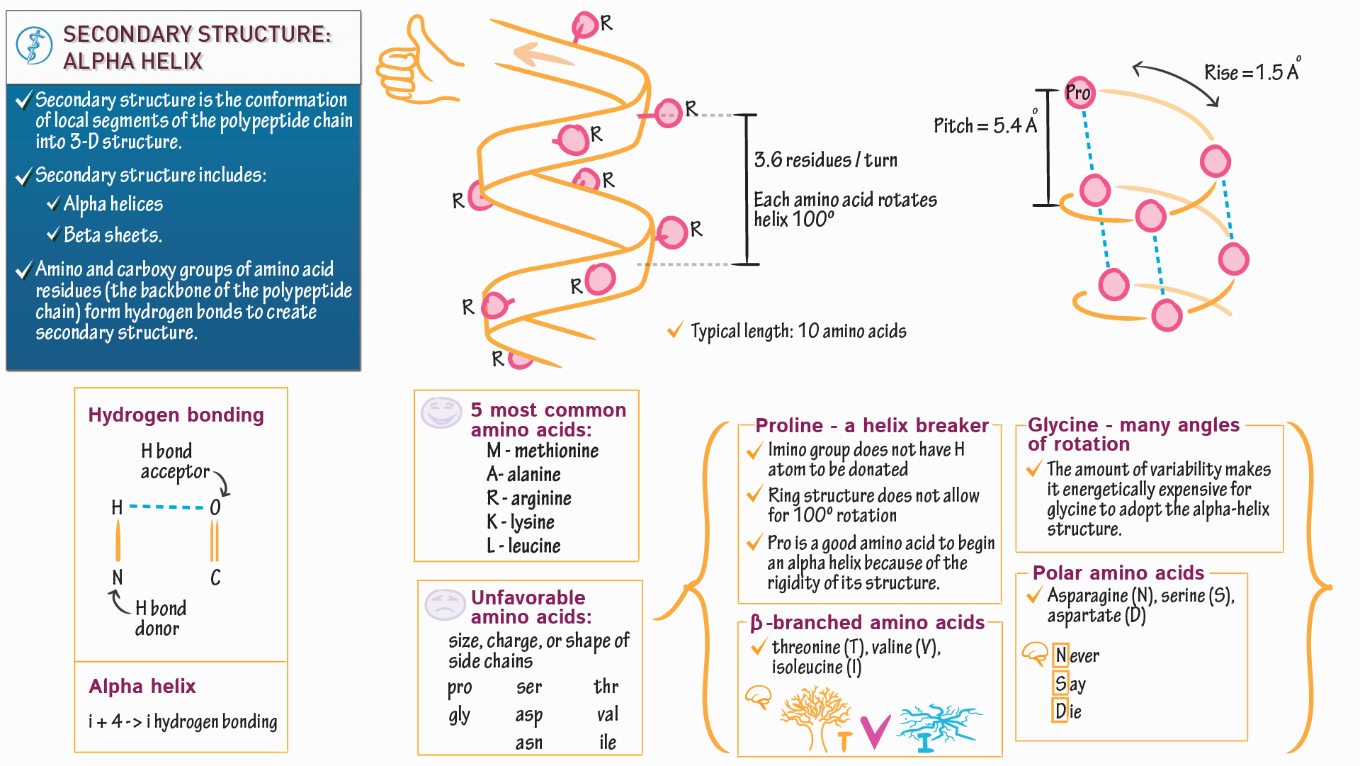Biochemistry Fundamentals Secondary Structure 1 The Alpha Helix 
