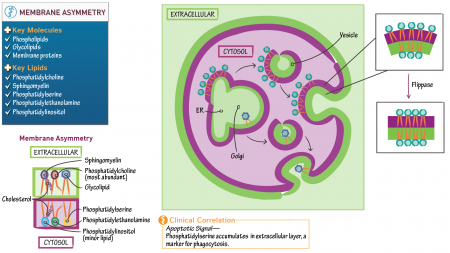 Cell Biology: Membrane Asymmetry | ditki medical & biological sciences