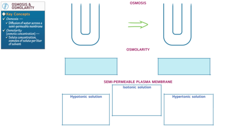 Biochemistry: Osmosis and Osmolarity | ditki medical & biological sciences