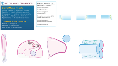 Anatomy & Physiology: Skeletal Muscle Organization | ditki medical ...