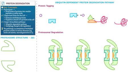 Cell Biology: Protein Degradation | ditki medical & biological sciences