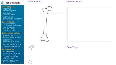 Advanced Anatomy & Physiology: Bone Anatomy & Histology | ditki medical ...
