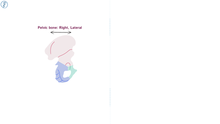 BMS Anatomy: Pelvic Girdle - Lateral | ditki medical & biological sciences