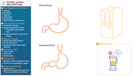 anatomy-physiology-gastric-mixing-and-emptying-ditki-medical