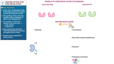 Anatomy & Physiology: Enzyme Active Site & Regulation | ditki medical ...
