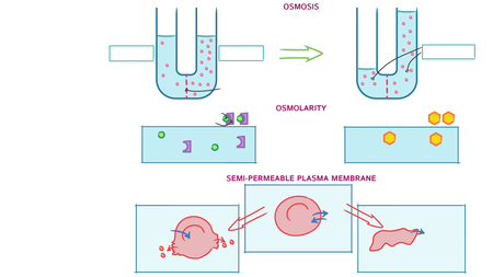 Biochemistry: Osmosis and Osmolarity | ditki medical & biological sciences