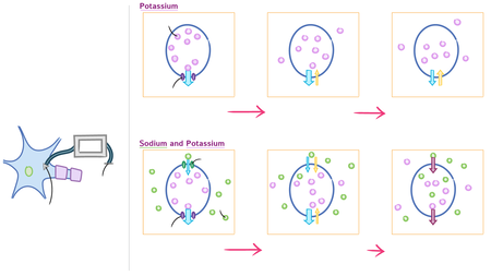 Anatomy & Physiology: Resting Membrane Potential | ditki medical ...