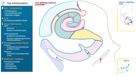 Neurological System: Hippocampus | ditki medical & biological sciences