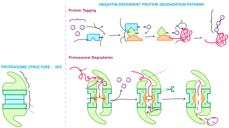 Cell Biology: Protein Degradation | ditki medical & biological sciences