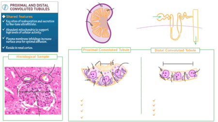 Histology: Proximal and Distal Convoluted Tubules | ditki medical ...