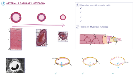Anatomy & Physiology: Arteries & Capillaries | ditki medical ...