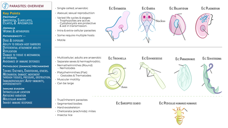 Clinical Medicine: Parasite Overview | ditki medical & biological sciences