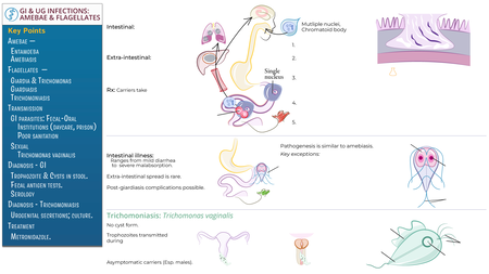 Immunology / Microbiology: Giardiasis, Trichomoniasis, Intestinal ...