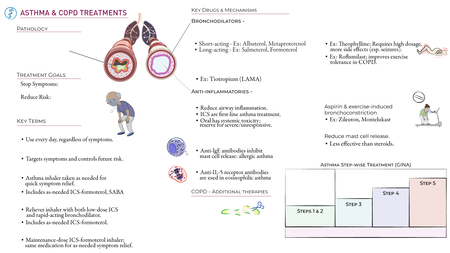Respiratory System: Asthma & COPD: Pharmacology | ditki medical ...