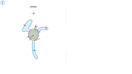 Advanced Anatomy & Physiology: Glenoid Cavity | ditki medical ...