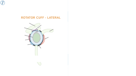 BMS Anatomy: Rotator Cuff | ditki medical & biological sciences