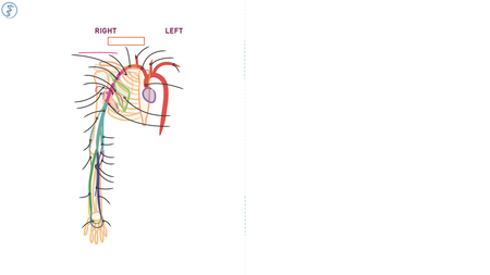 BMS Anatomy: Upper Extremity Arteries - Intro | ditki medical ...