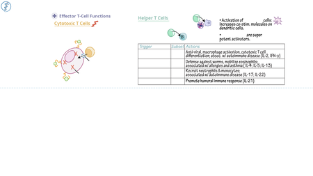 Immunology / Microbiology: Effector Cell Functions | ditki medical ...
