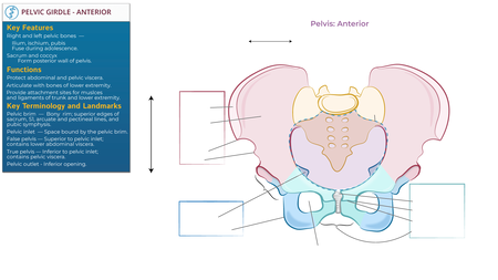 Gross Anatomy: Pelvis - Anterior View | ditki medical & biological sciences