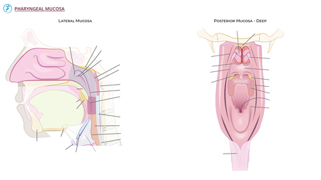 Gross Anatomy: Pharyngeal Mucosa | ditki medical & biological sciences