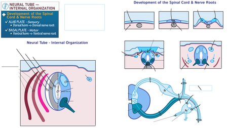 Embryology: Neural Tube & Nerve Roots | ditki medical & biological sciences