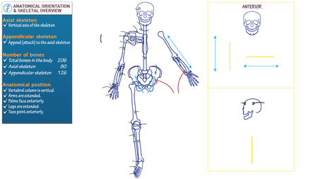 Gross Anatomy: Skeletal Overview & Anatomical Orientations | ditki ...