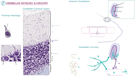 Anatomy & Physiology: Cerebellar Histology | ditki medical & biological ...