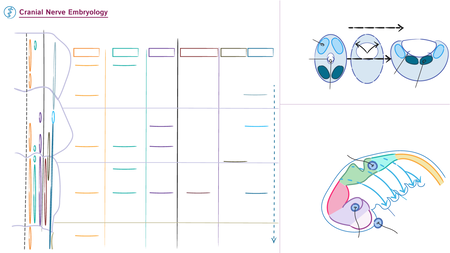 Neuroscience Fundamentals: Cranial Nerve Embryology | ditki medical ...
