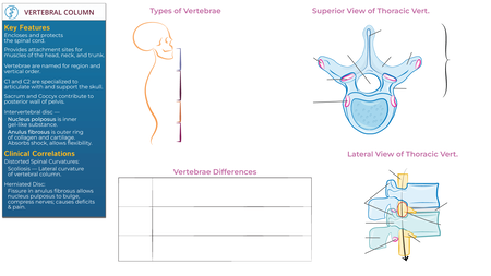 Gross Anatomy: Vertebral Column | ditki medical & biological sciences